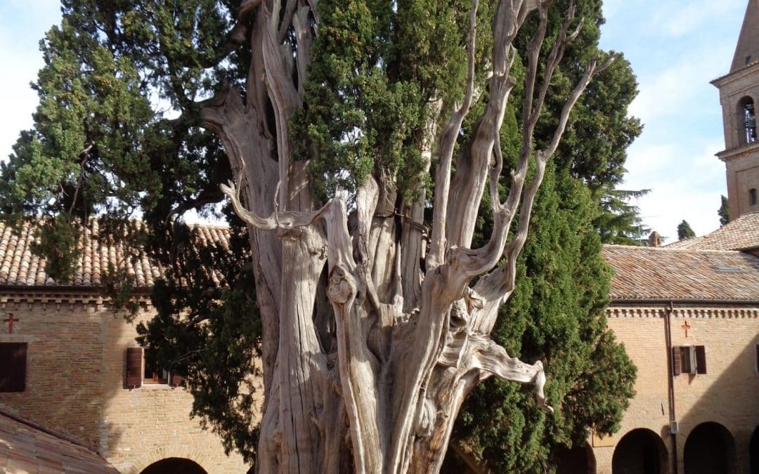 L’eredità del cipresso