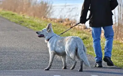 Una nuova casa per Giuseppe e Loki